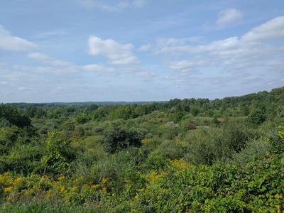 View of foliage in valley
